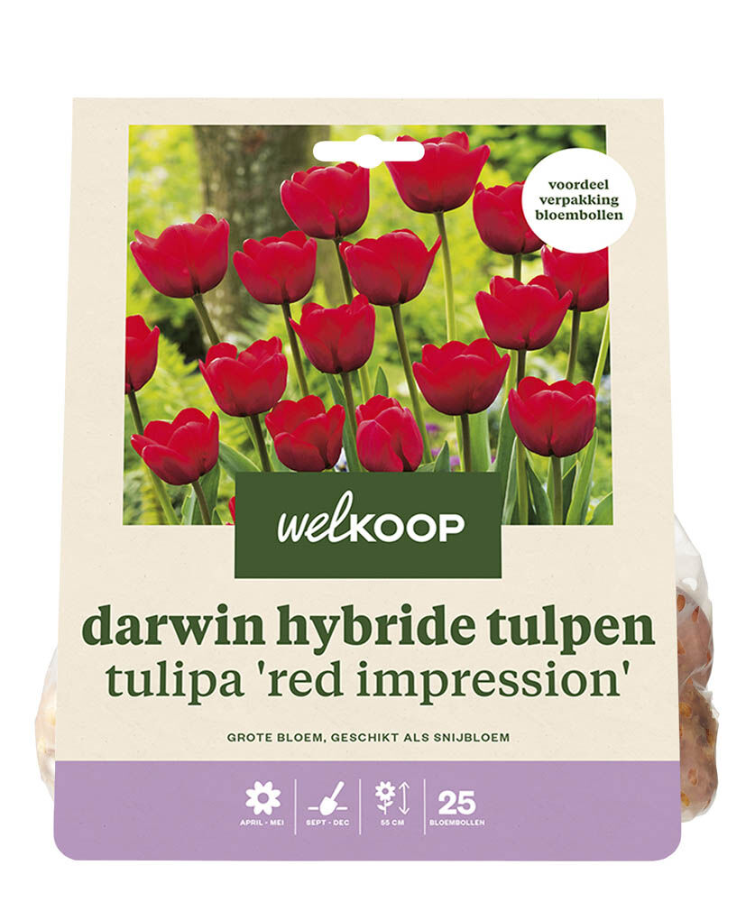 Welkoop Tulp Emily - Bloembollen Welkoop Tulp Emily - Bloembollen