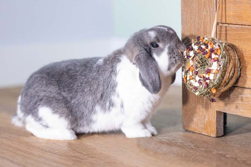 Beeztees Hooi donut - Knaagdiersnack - 65 - wortel