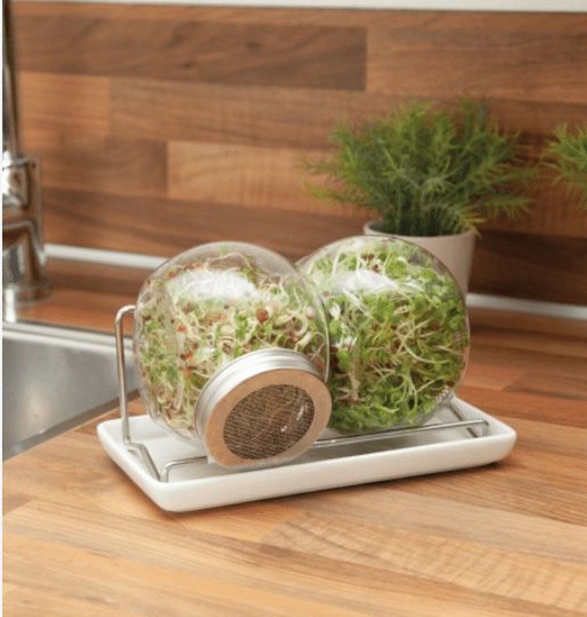 Buzzy® Organic Sprouting - Duo kiempot met schaal - 15.00