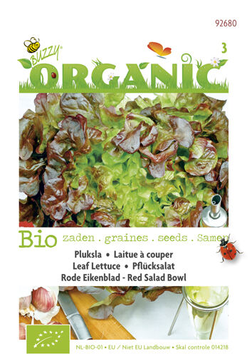 Buzzy Pluksla Lactuca sativa Red Salad Bowl - Sla Buzzy Pluksla Lactuca sativa Red Salad Bowl - Sla