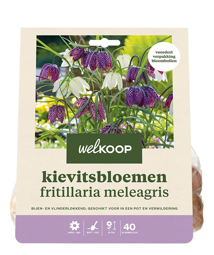 Welkoop Kievitsbloem Iwona  - Bloembollen Welkoop Kievitsbloem Iwona  - Bloembollen
