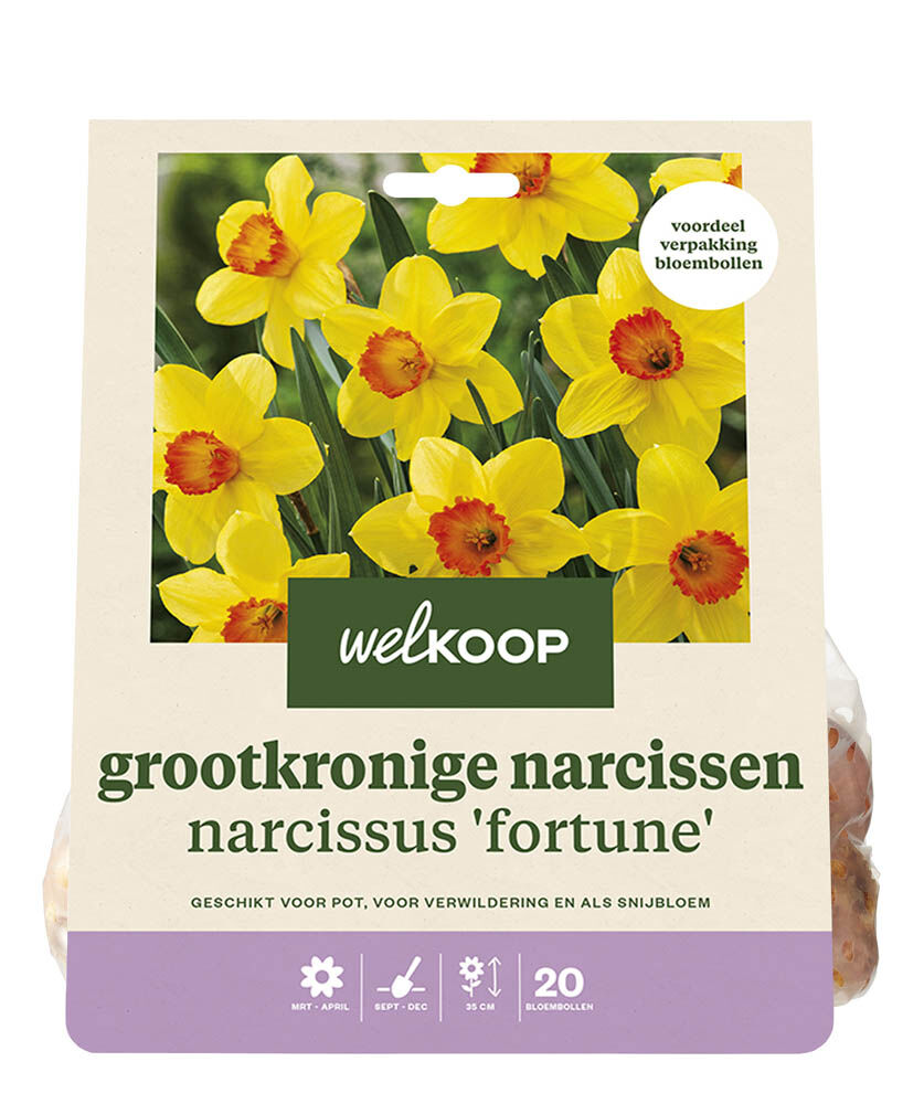 Welkoop Narcis Castizo - Bloembollen Welkoop Narcis Castizo - Bloembollen