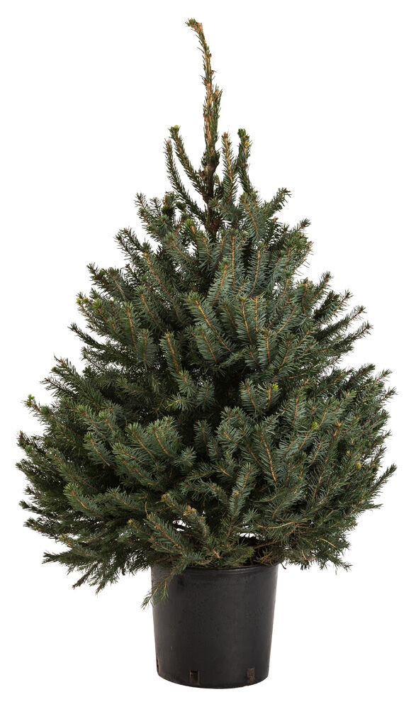 Omorika in pot - Kerstboom - 80 cm Omorika in pot - Kerstboom - 80 cm