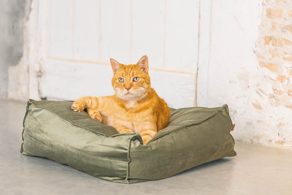 Designed by Lotte Velveti Kat - Kussen - 16.00 cm - Groen - 50.00 cm - 56.00 cm