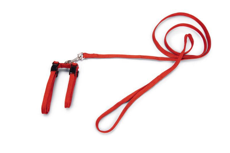 BEEZTEES - Kattentuigje - Rood - 10 mm - 100 cm