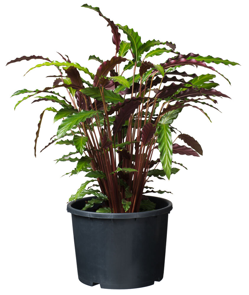 Nature - Ritzi Plantcontainer 20L - 25.5x31x26.5 cm