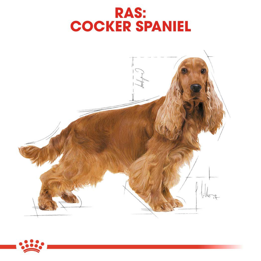 Royal Canin Cocker Spaniel Adult - Hondenvoer - 12 - gevogelte