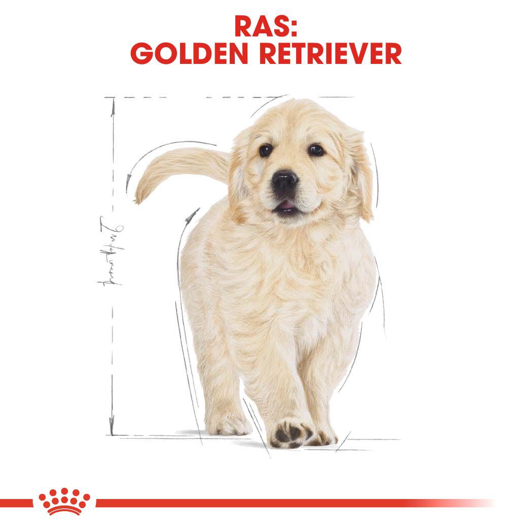 Royal Canin Golden Retriever Junior - Hondenvoer - 12 - gevogelte