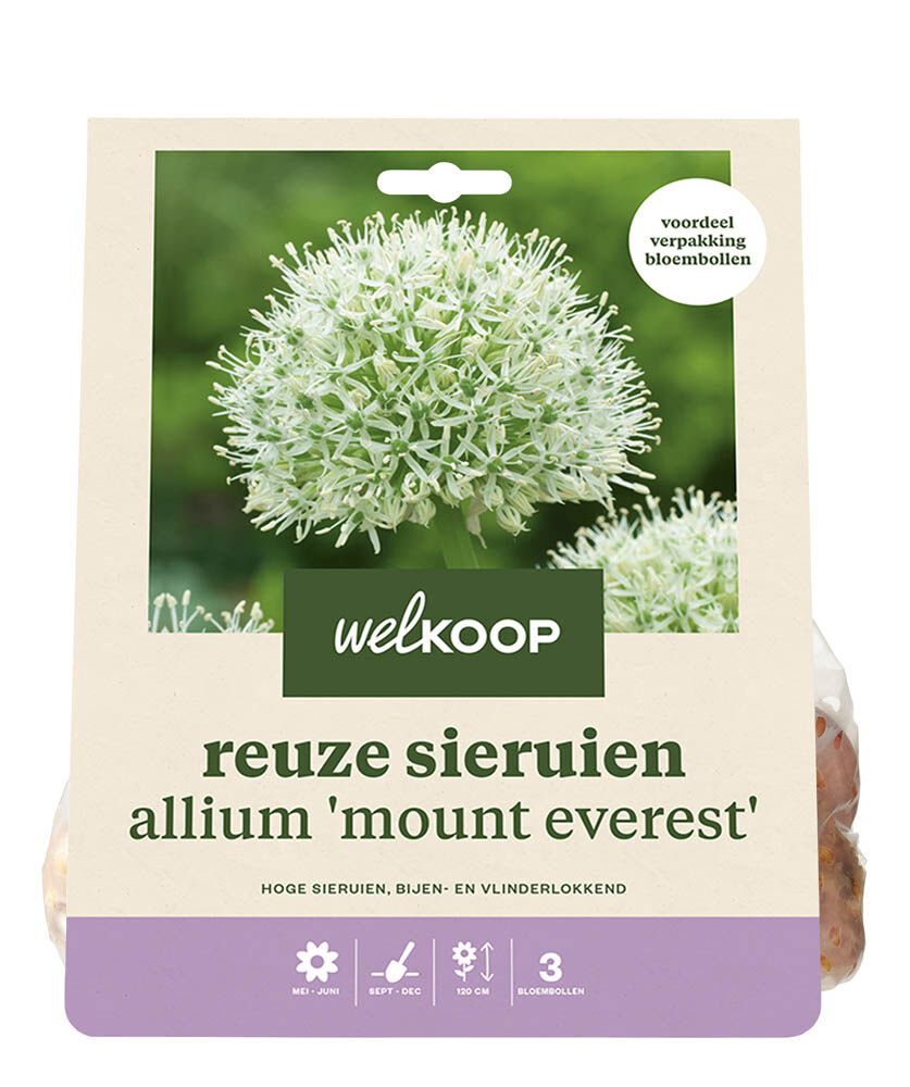 Welkoop Reuze Allium Corine - Bloembollen Welkoop Reuze Allium Corine - Bloembollen