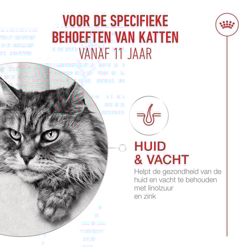 Royal Canin Ageing 11+ - Kattenvoer - 4