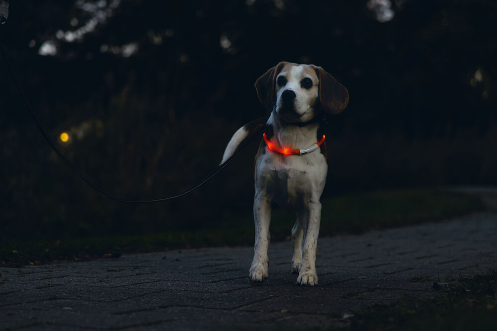 Beeztees Dogini USB - Lichtgevende Halsband  - Hond - 28.00 cm - rood - 10 mm - 20.00 cm - 70.00 cm