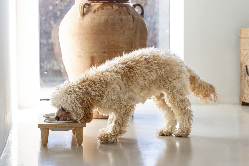 Designd by Lotte - Voer- en drinkbak - Bruin Wit