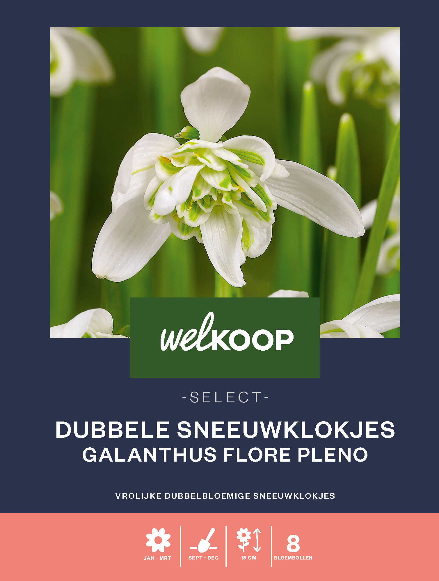 Welkoop Select Dubbele Sneeuwklokjes Galanthus Flore Pleno - Bloembollen Welkoop Select Dubbele Sneeuwklokjes Galanthus Flore Pleno - Bloembollen