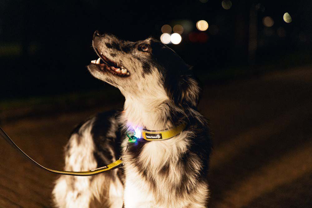 Beeztees Parinca Premium LED - Veiligheidsriem Hond - geel - 20 mm - 2 cm - 150 cm