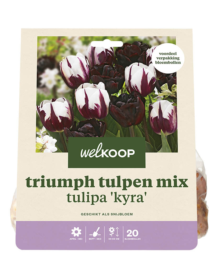 Welkoop Tulpen mix Femke - Bloembollen Welkoop Tulpen mix Femke - Bloembollen