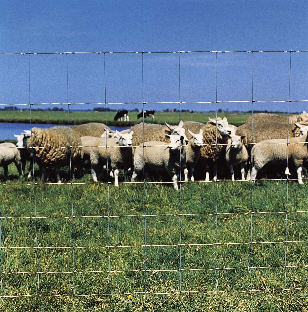Betafence - Ursus Zincalu - Geknoopt schapengaas met spiraalknoop Betafence - Ursus Zincalu - Geknoopt schapengaas met spiraalknoop