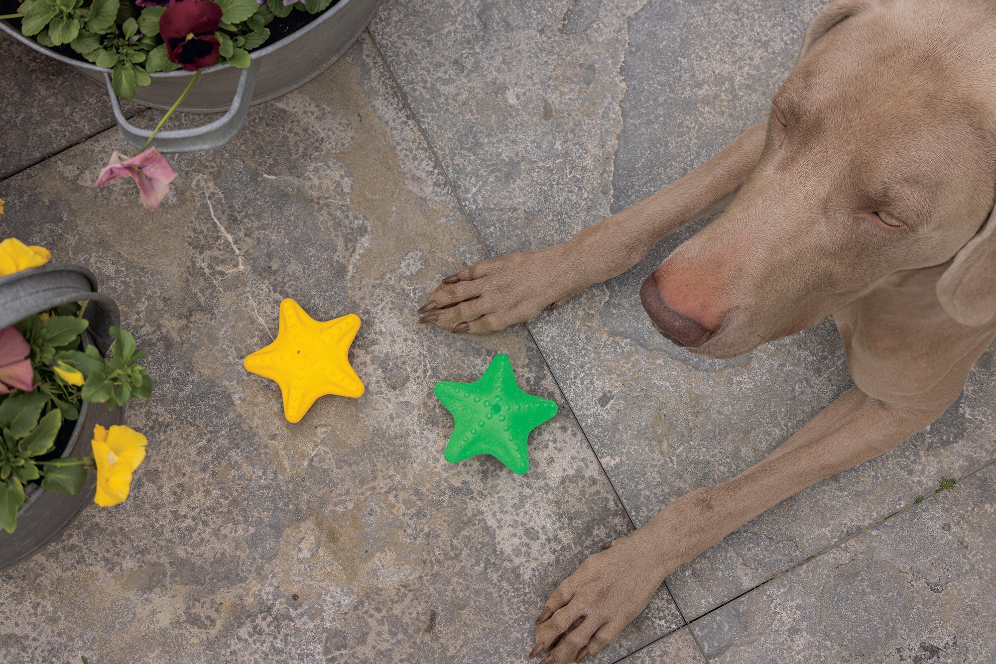 Beeztees Zeester - Waterspeelgoed Hond - assorti - 5x10x10 cm