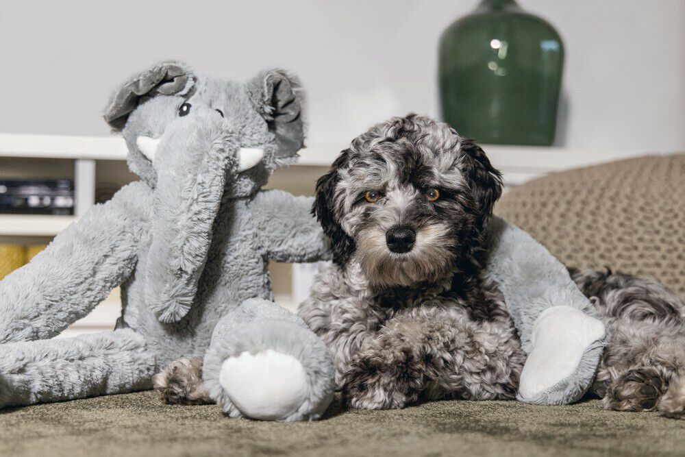 Beeztees James Olifant Knuffel - Hondenspeelgoed - 15.00 cm - grijs - 29.00 cm - XL - 80.00 cm