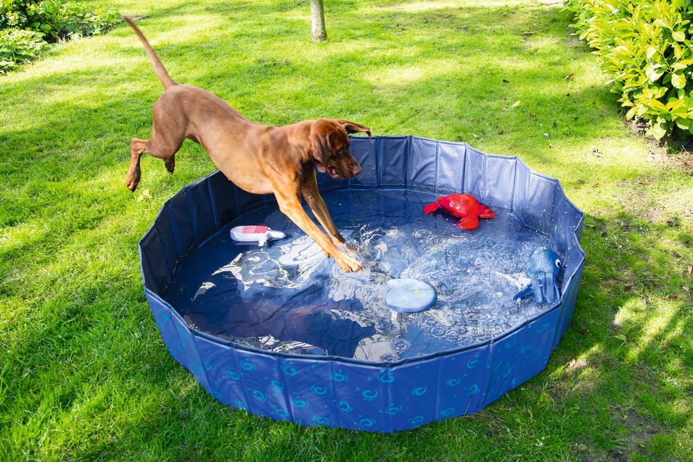 Beeztees Doggy Dip - Hondenzwembad -Waterspeelgoed - blauw - 30x160x16 cm - L