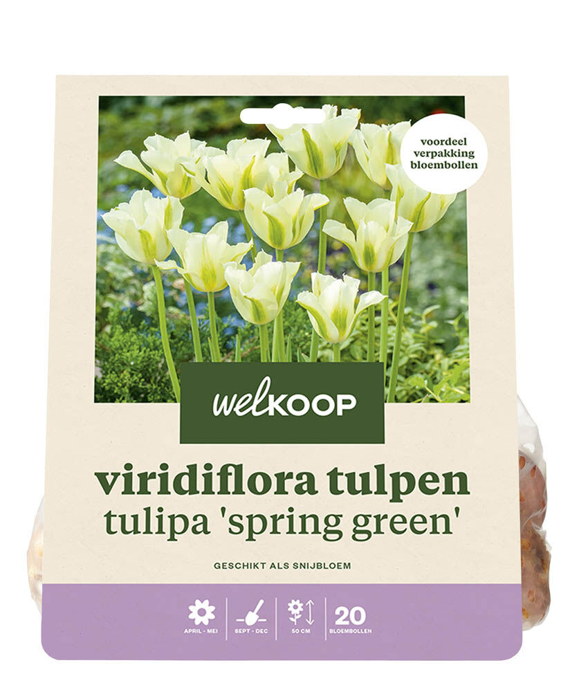 Welkoop Tulp Flo - Bloembollen Welkoop Tulp Flo - Bloembollen