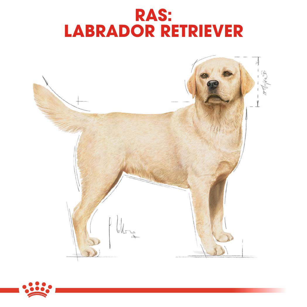 Royal Canin Labrador Retriever Adult -  Hondenvoer - 12 - gevogelte