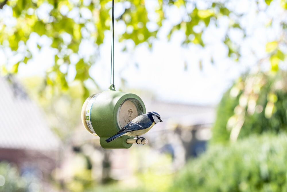 CJ Wildbird Foods Rio - Pindakaaspothouder - 10.50 cm - Groen - 8.00 cm - 6.10 cm