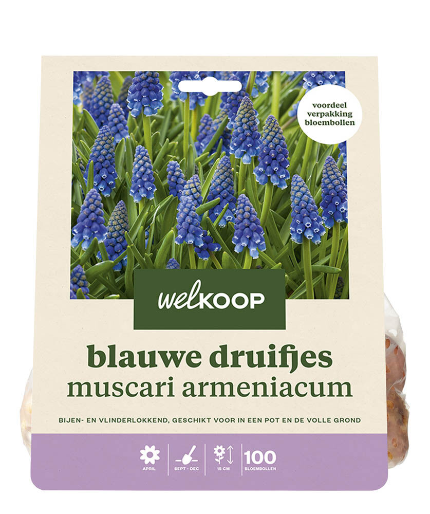 Welkoop Blauwe druifjes Muscari Armeniacum  - Bloembollen Welkoop Blauwe druifjes Muscari Armeniacum  - Bloembollen
