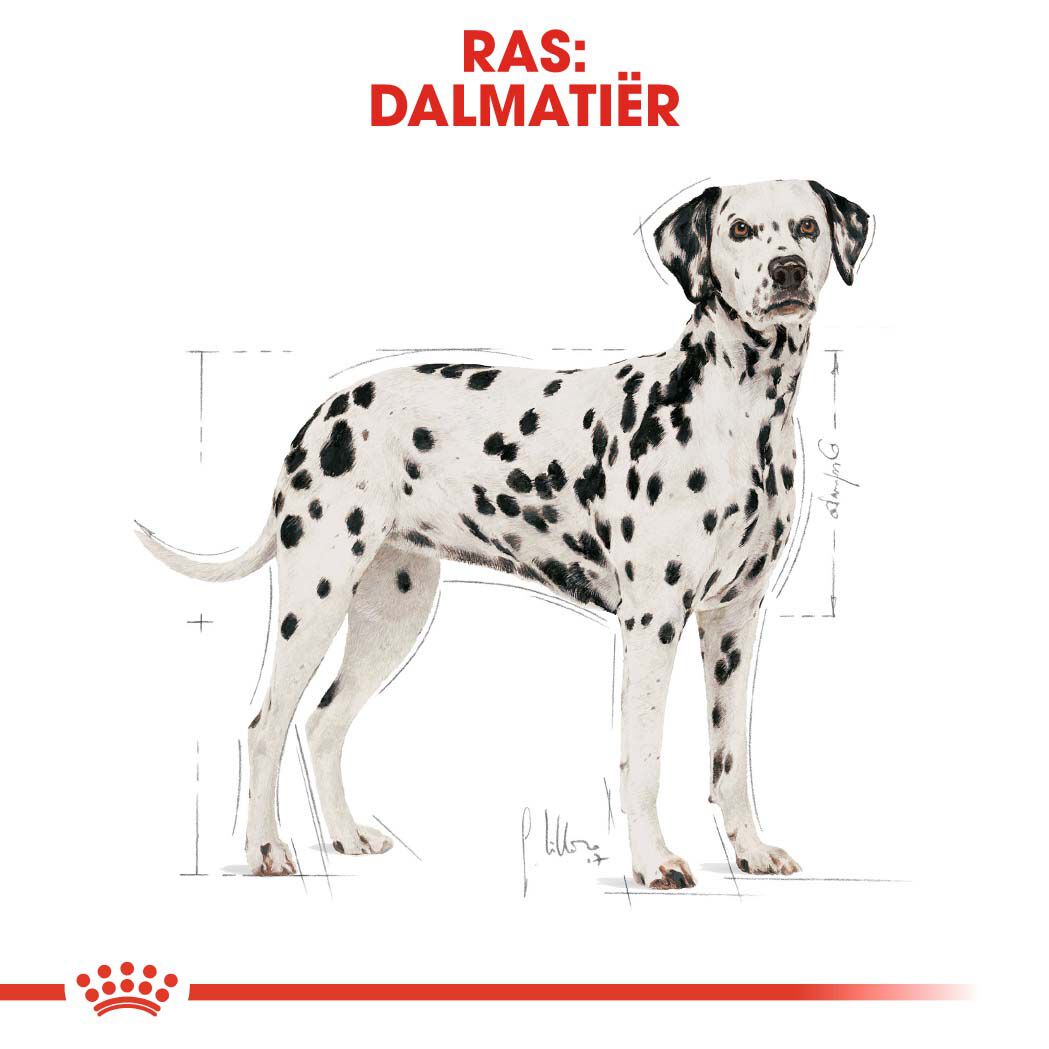 Royal Canin Dalmatian  Adult - Hondenvoer - 12 - gevogelte