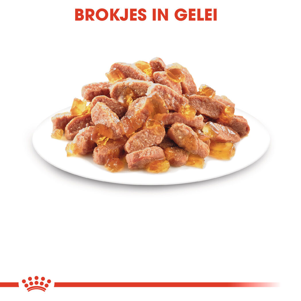 Royal Canin Kitten Pouch - Kattenvoer - 1020