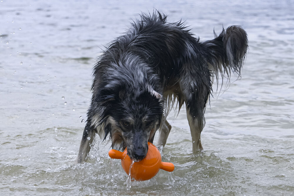 Beeztees Apportino Bal- Waterspeelgoed hond - oranje - 21.5x21.5x13 cm