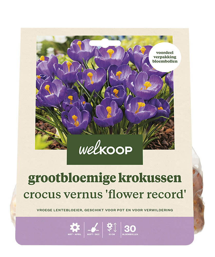 Welkoop Krokus Evi - Bloembollen Welkoop Krokus Evi - Bloembollen