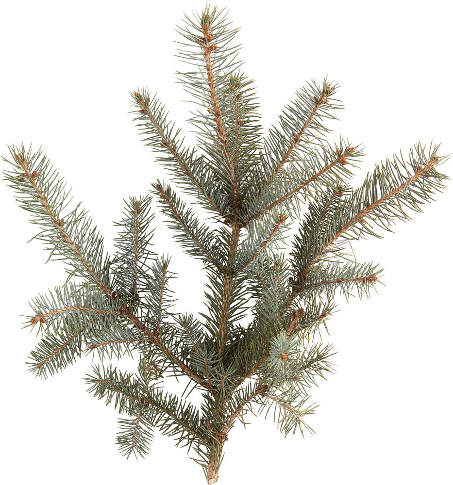 Omorika in pot - Kerstboom - 80 cm