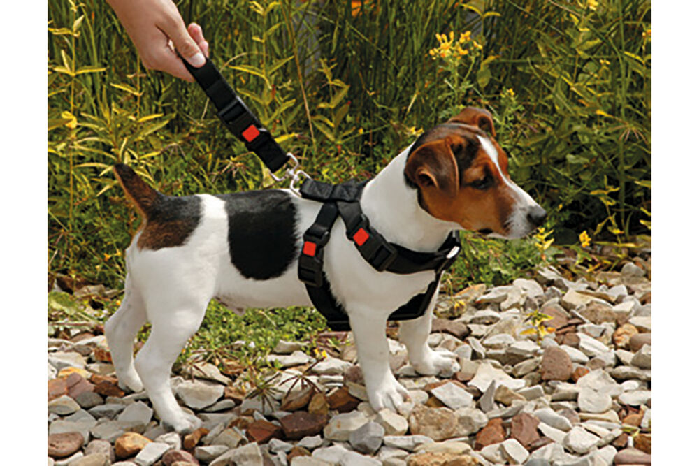 Karlie - Autoharnas Hond - zwart - 20 mm - 35 tot 50 cm - 50 cm