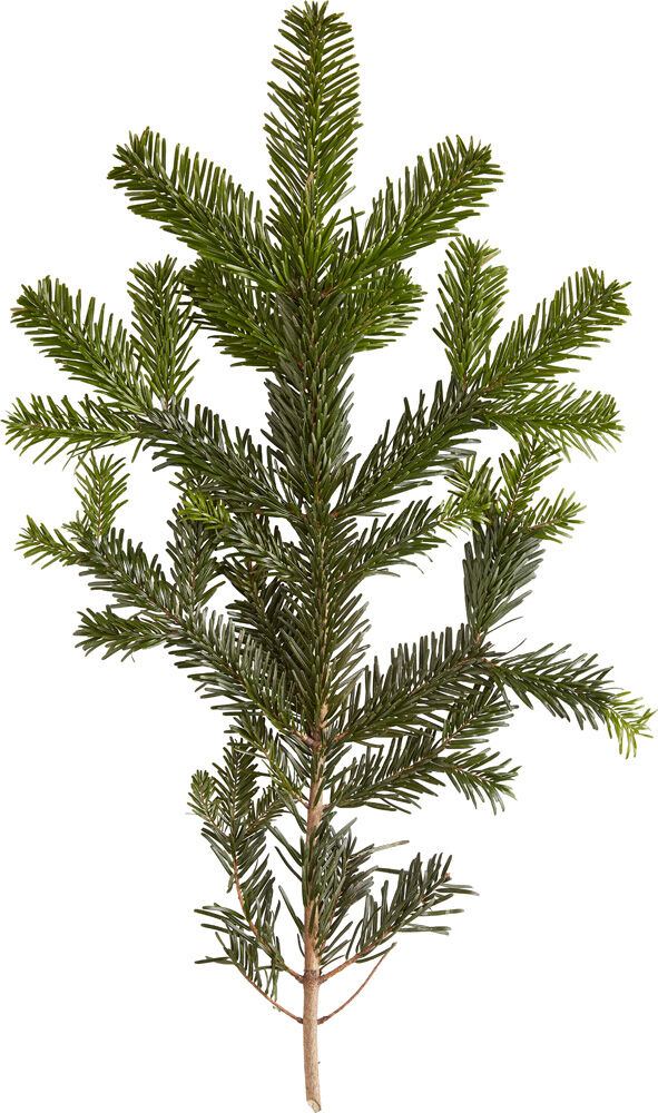 Nordmann gezaagd - Kerstboom - 225 cm