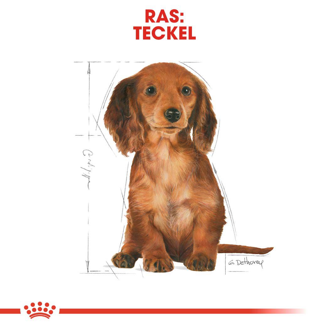 Royal Canin BHN Dachshund Puppy - Hondenvoer - 1500 - gevogelte