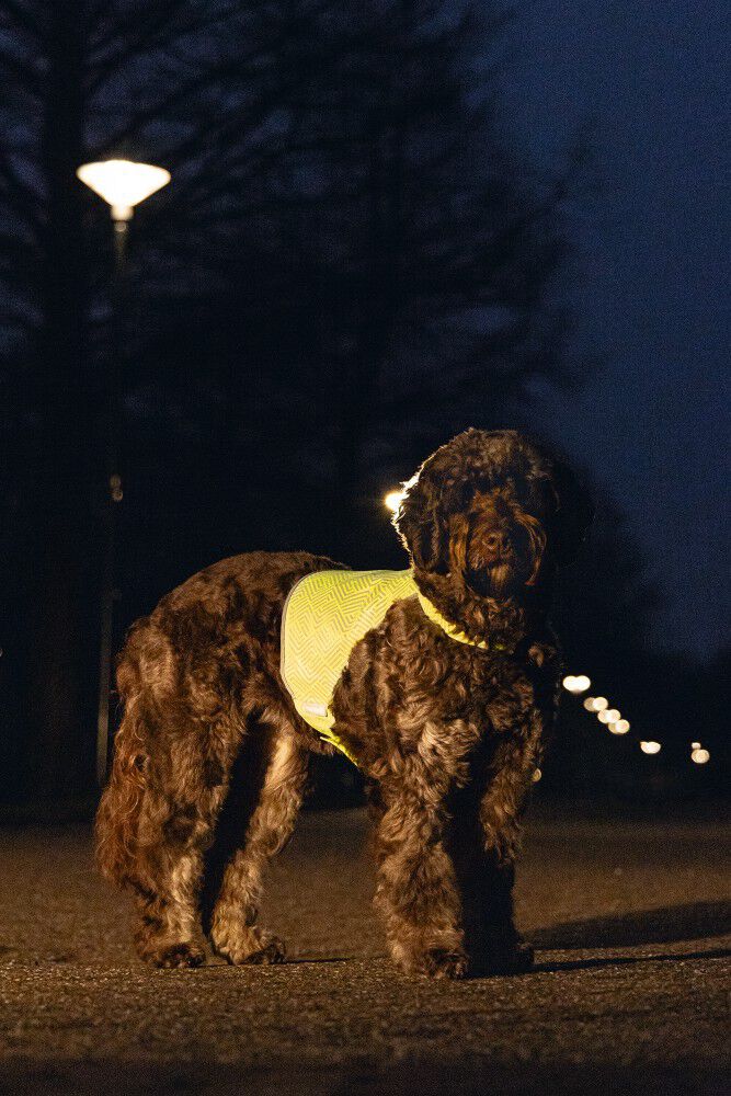 Beeztees Ava - Reflecterend Vest - Hond - Geel - M