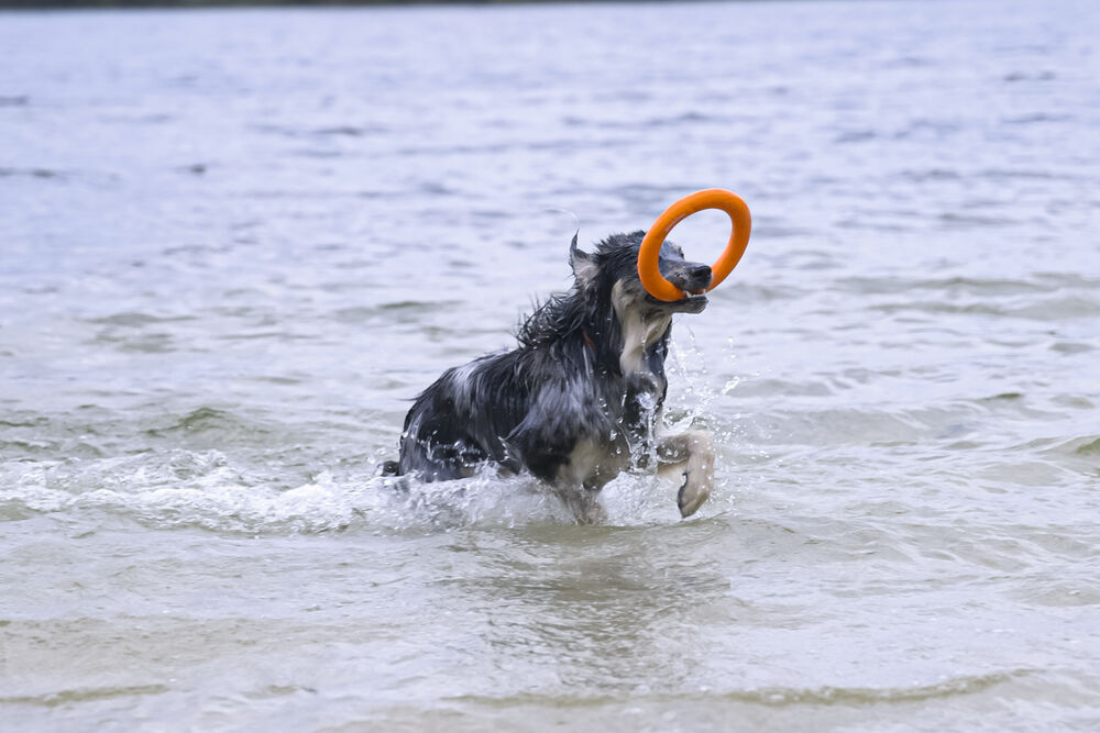 Beeztees Apportino Ring - Waterspeelgoed hond - oranje - 29.9x22x2.8 cm