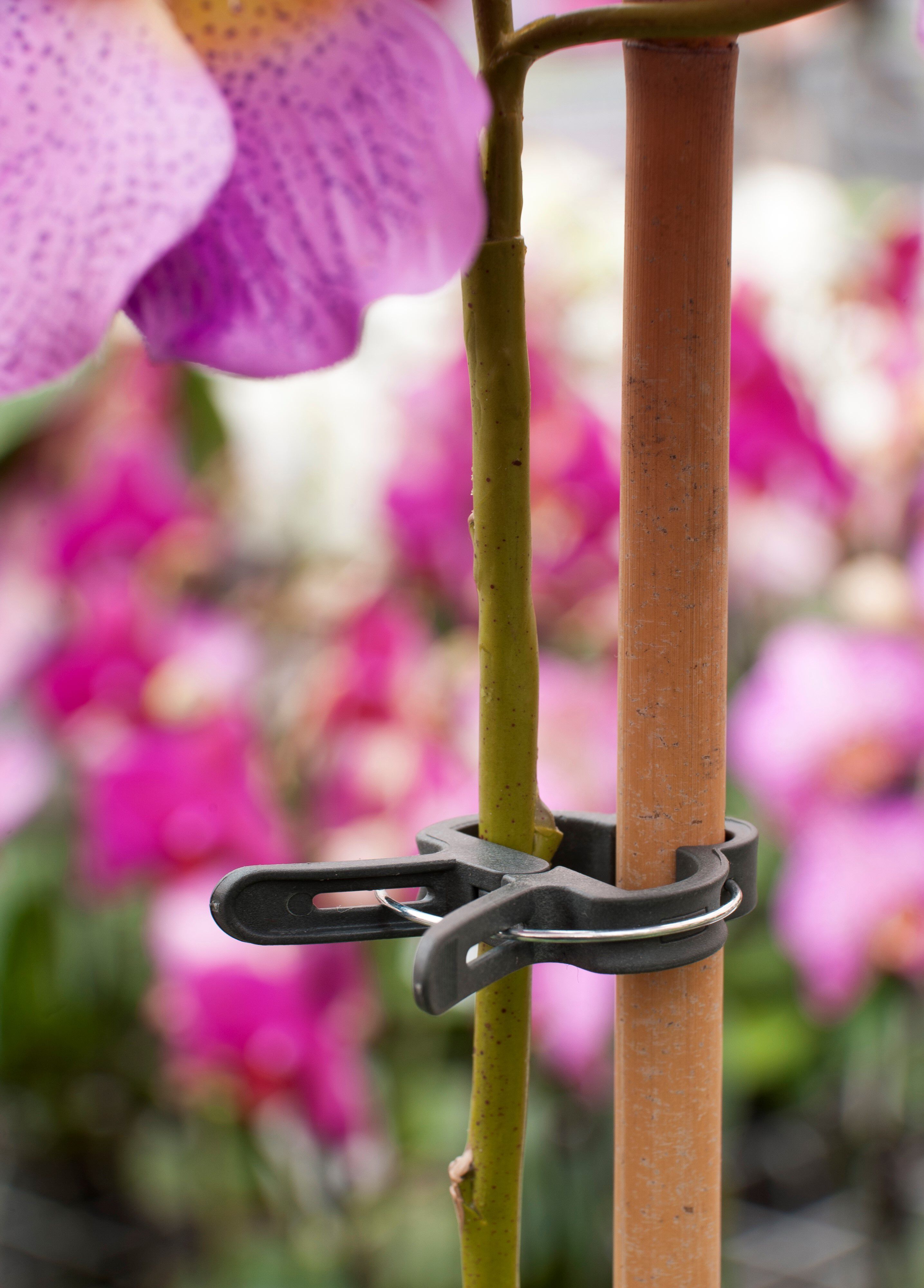 Nature Plantenclips 18mm - Klim- en Geleide Artikelen
