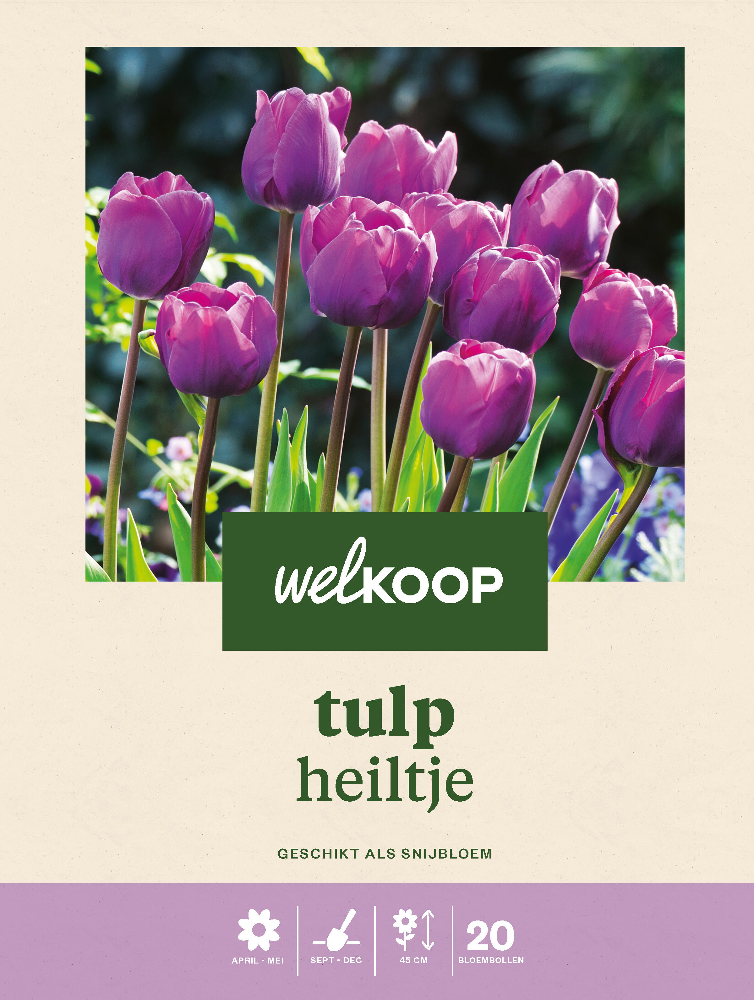 Welkoop Tulp Heiltje - Bloembollen Welkoop Tulp Heiltje - Bloembollen