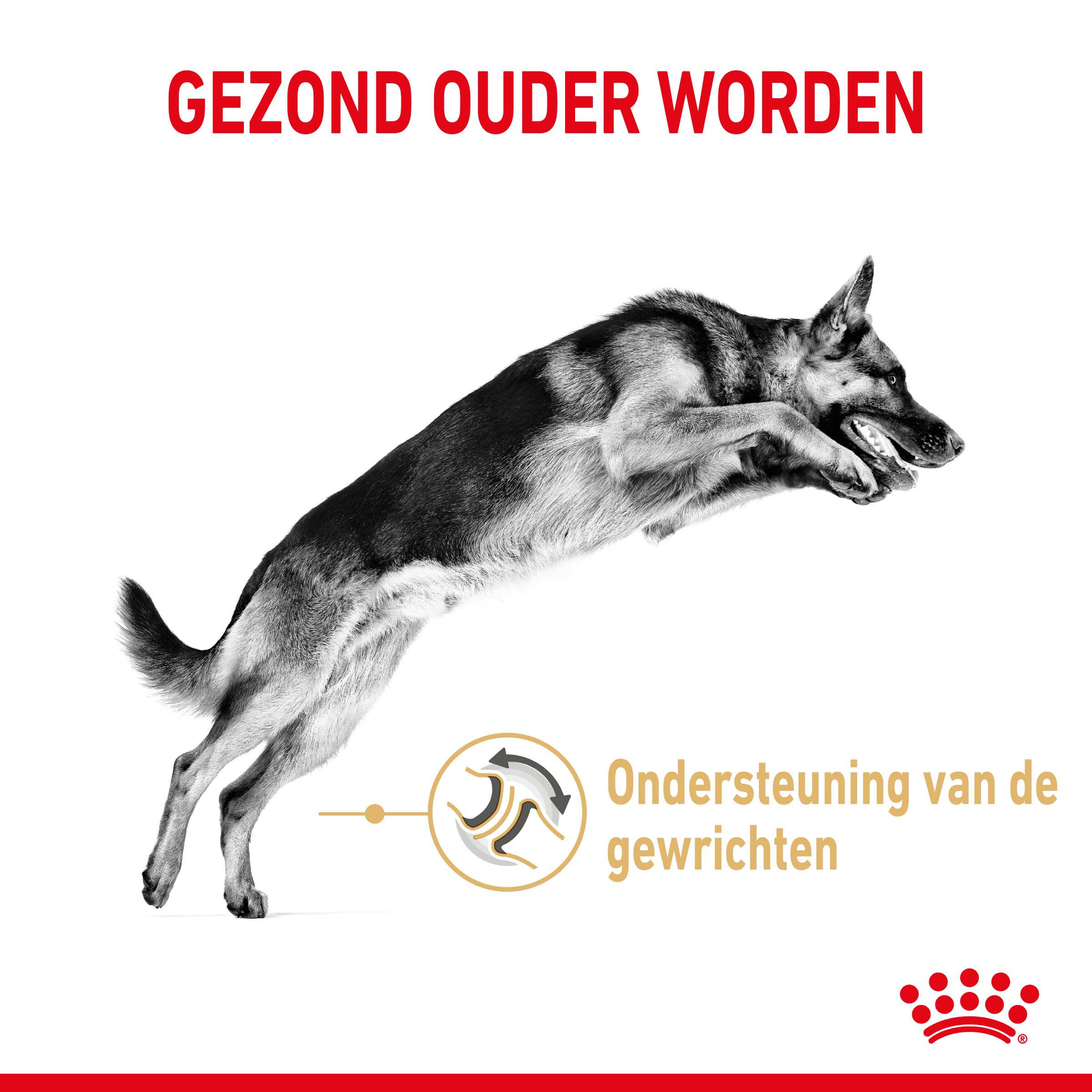 ROYAL CANIN® Adult 5+ Duitse Herder  - Hondenvoer - 12 - gevogelte
