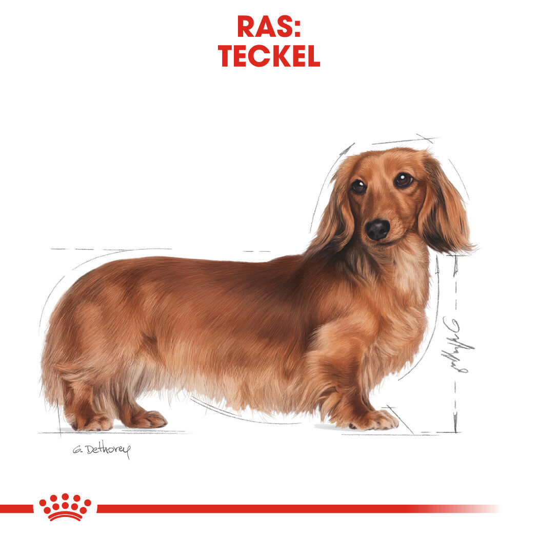 Royal Canin BHN Dachshund Adult -  Hondenvoer - 7500 - gevogelte