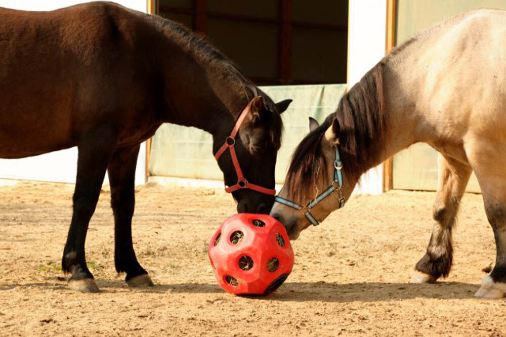 Kerbl Grote paarden - Voerspeelbal - Rood