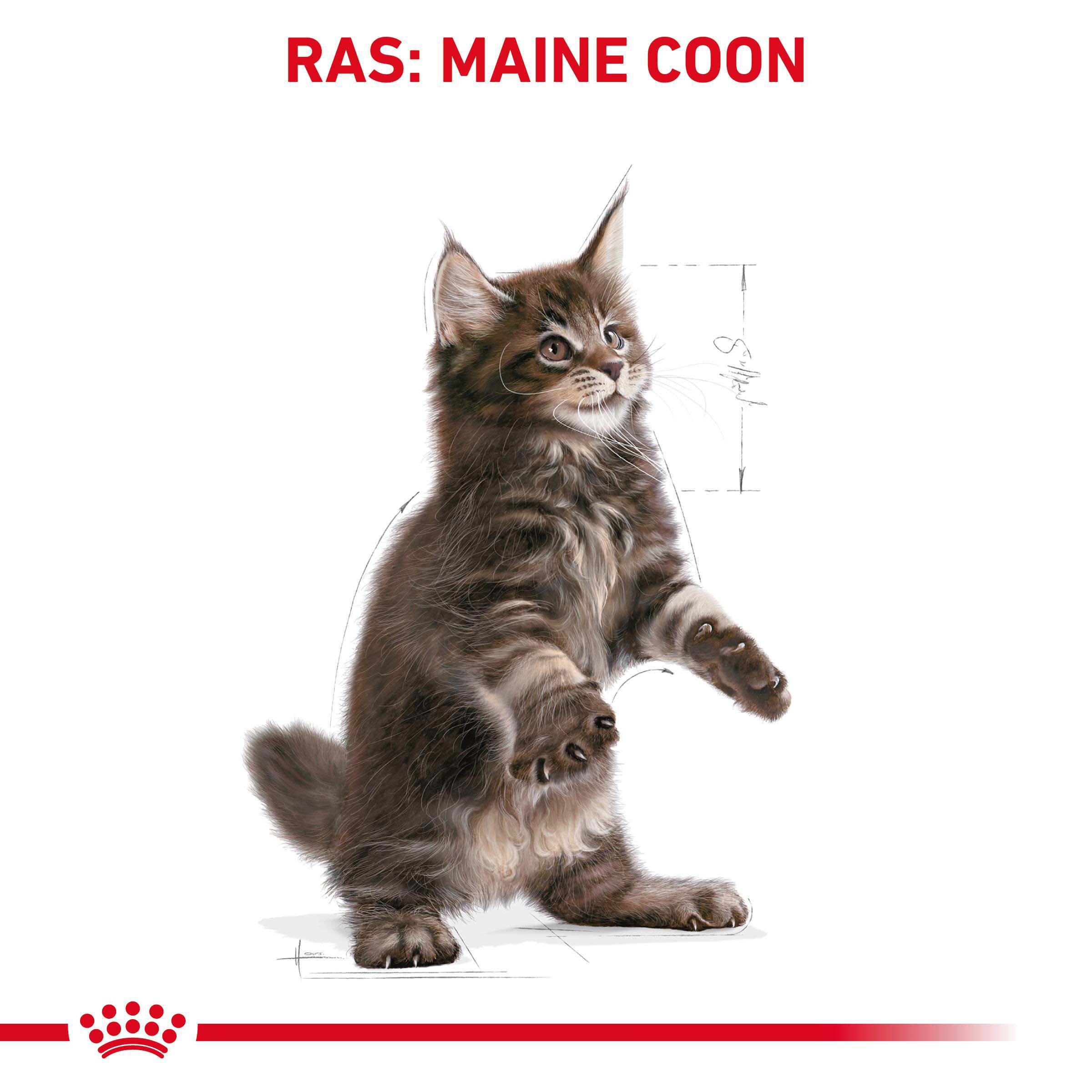 Royal Canin Maine Coon Kitten - Kattenvoer - 4 - Gevogelte