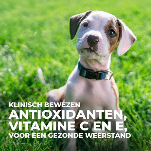 Hill's Science Plan Puppy Large - Hondenvoer - 12.00 - kip