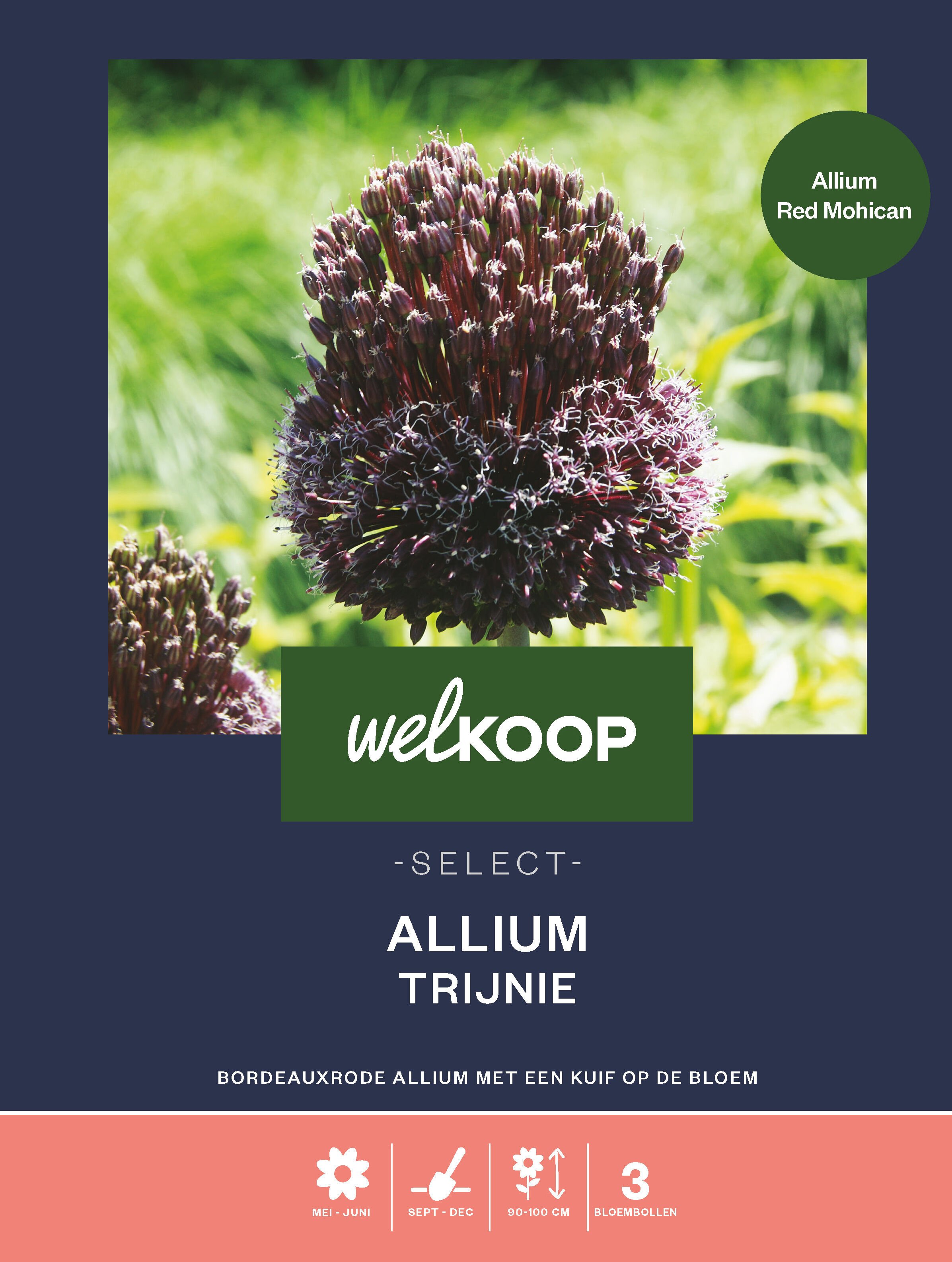 Welkoop Select Allium Trijnie - Bloembollen Welkoop Select Allium Trijnie - Bloembollen