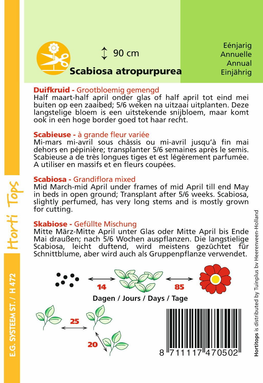 Hortitops Duifkruid Scabiosa atropurpurea<br />
 - Bloemzaden