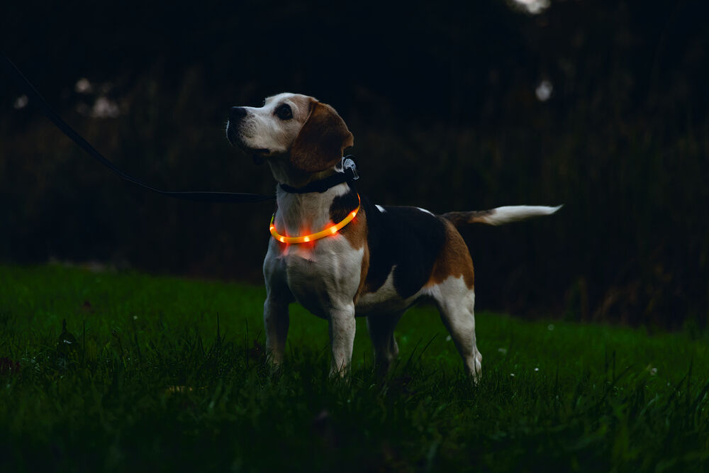 Beeztees Dogini USB - Lichtgevende Halsband  - Hond - 28.00 cm - oranje - 10 mm - 20.00 cm - 70.00 cm