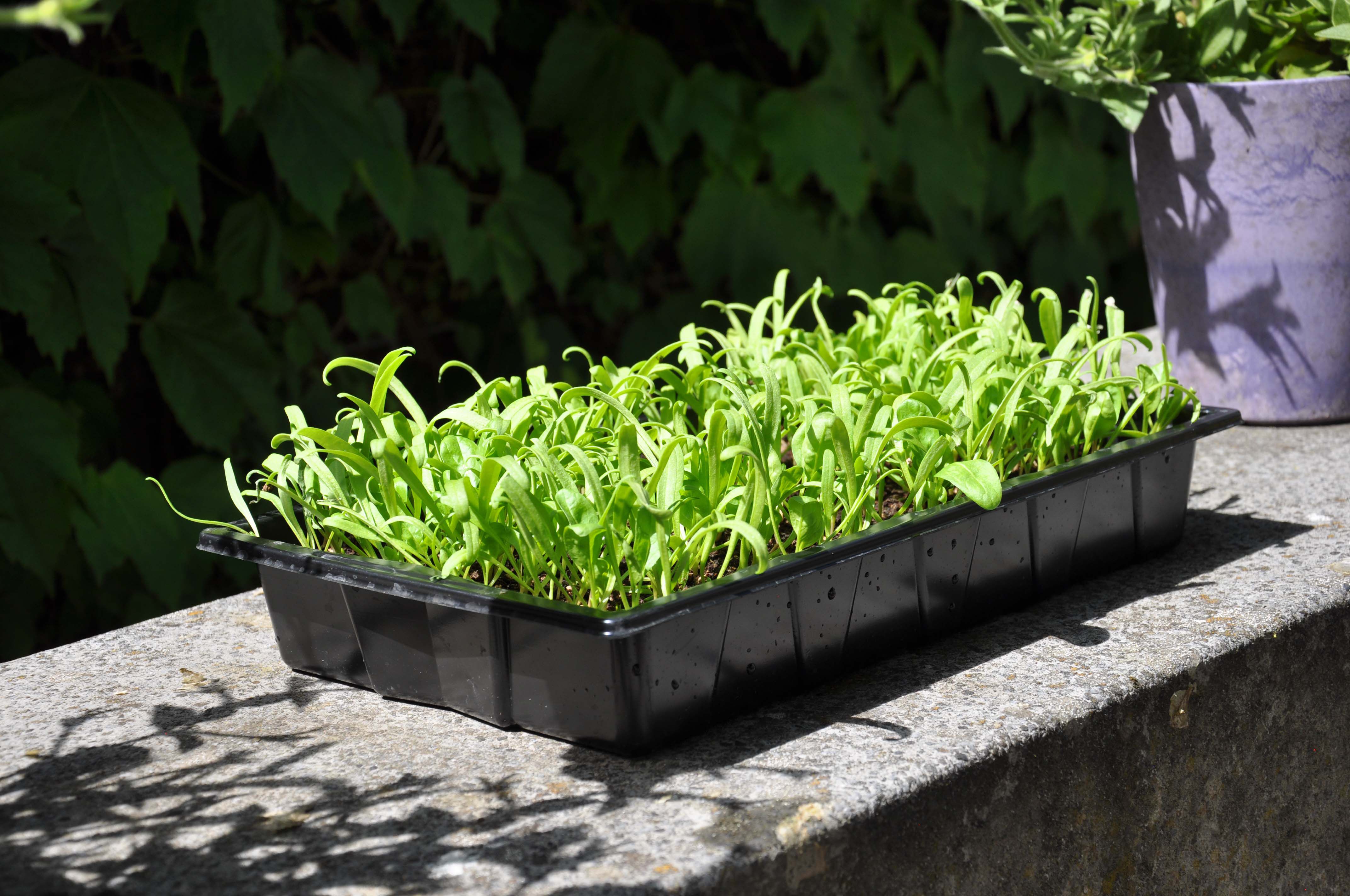 SLIM KWEKEN Zaaibak 'seed tray' 12 stuks - Kas accessoires