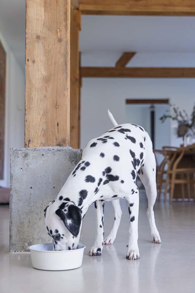 Designed by Lotte Vive - Hondenvoerbak - Wit - 20 cm