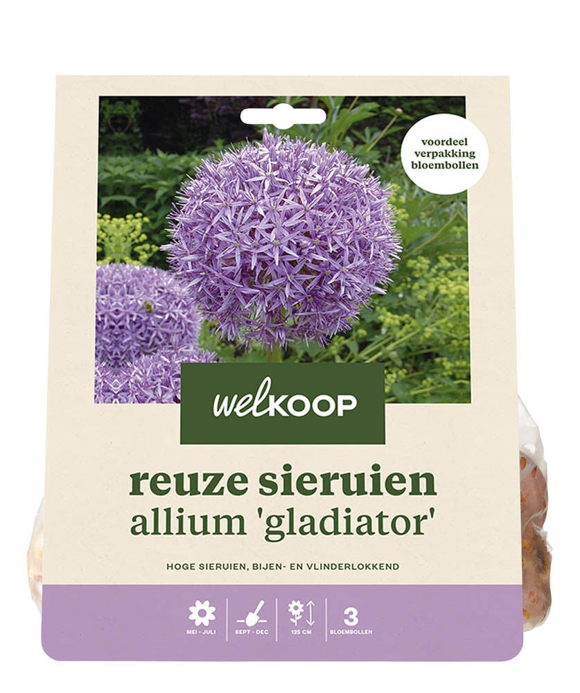 Welkoop Reuze Allium Rosie - Bloembollen Welkoop Reuze Allium Rosie - Bloembollen